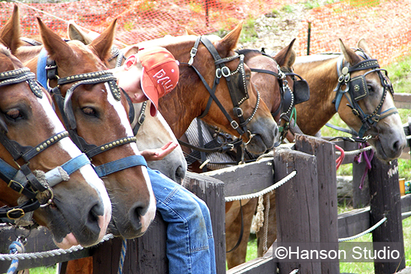 Horses and Boy at the County Fair